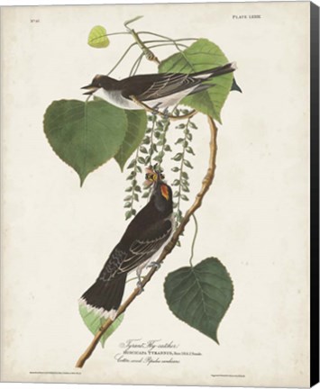 Framed Pl 79 Tyrant Flycatcher Print