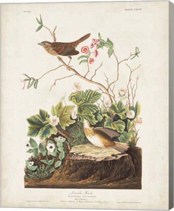 Framed Pl 193 Lincoln Finch Print