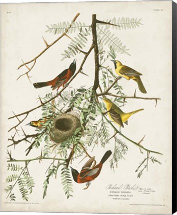 Framed Pl 42 Orchard Oriole Print