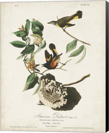 Framed Pl 40 American Redstart Print