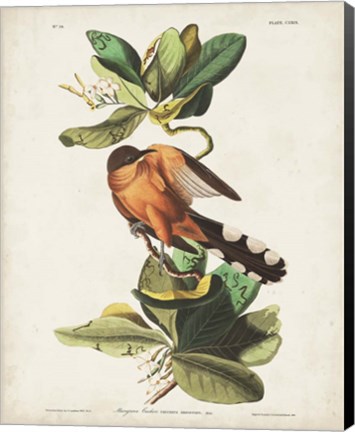 Framed Pl 169 Mangrove Cuckoo Print