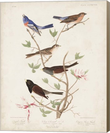 Framed Pl 398 Lazuli Finch Print