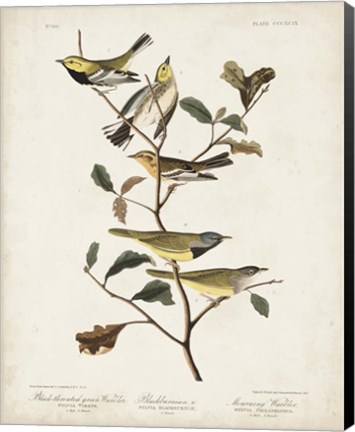 Framed Pl 399 Black-throated Green Warbler Print