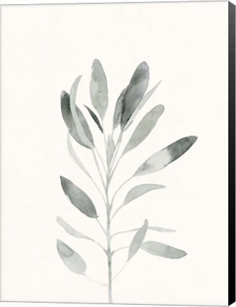 Framed Delicate Sage Botanical II Print