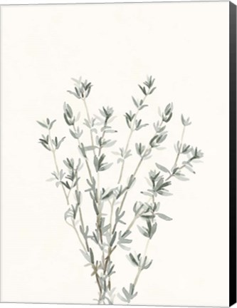 Framed Delicate Sage Botanical III Print