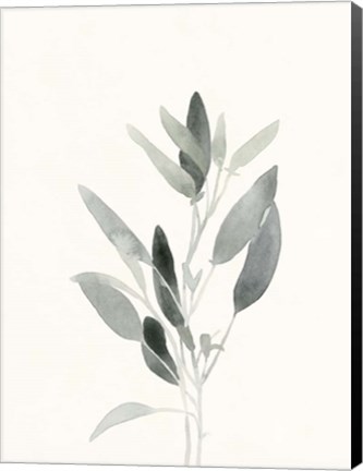 Framed Delicate Sage Botanical IV Print