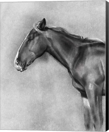 Framed Charcoal Equine Portrait II Print