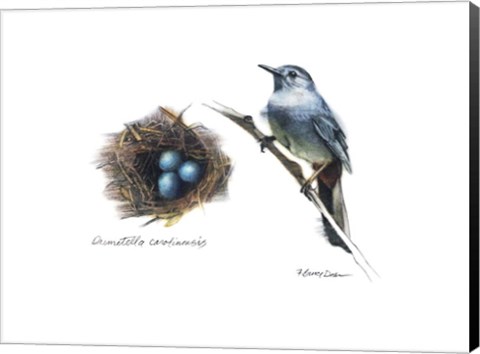 Framed Bird &amp; Nest Study II Print