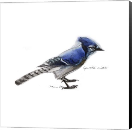Framed Songbird Study III Print