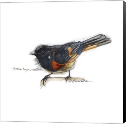 Framed Songbird Study IV Print