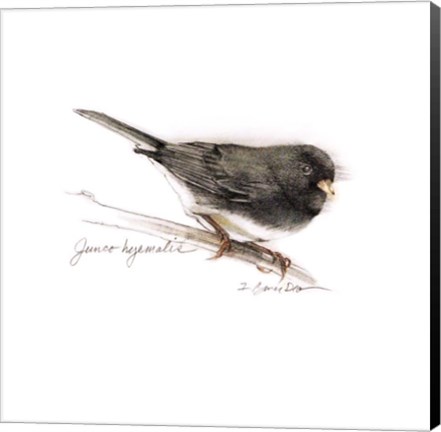 Framed Songbird Study V Print
