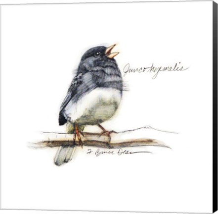 Framed Songbird Study VI Print