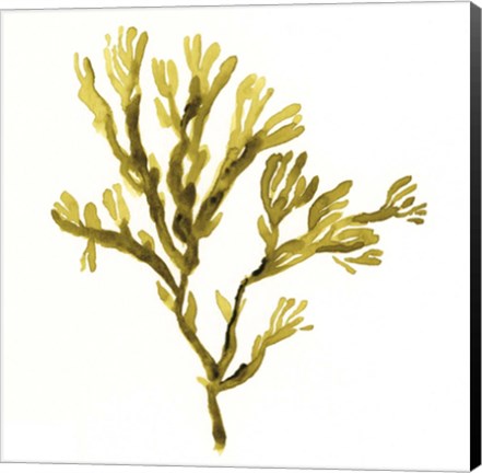 Framed Suspended Seaweed I Print