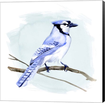 Framed Coastal Blue Jay I Print