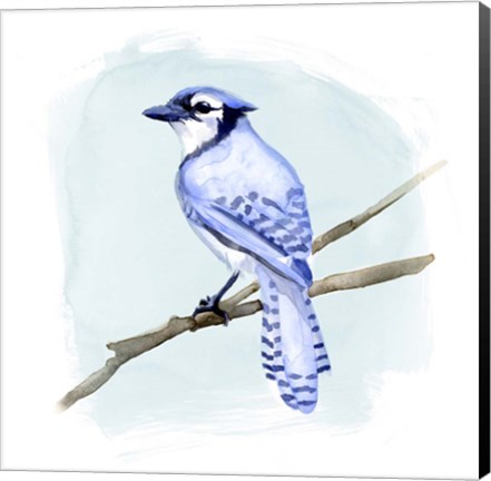 Framed Coastal Blue Jay II Print