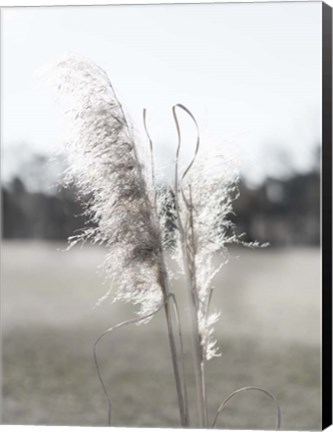 Framed Ethereal Pampas I Print