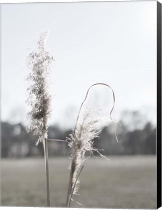 Framed Ethereal Pampas II Print