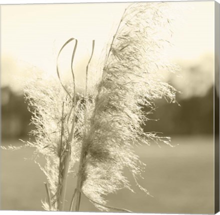 Framed Ethereal Pampas VI Print