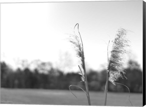 Framed Ethereal Pampas VII Print