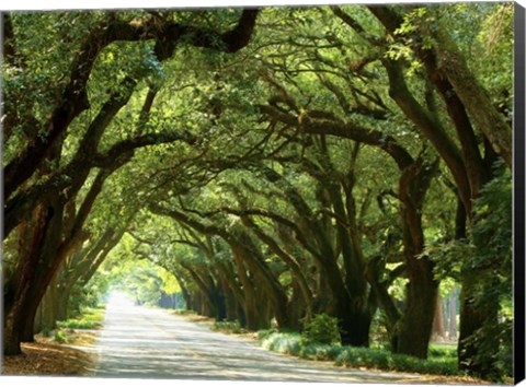 Framed Canopy Road I Print