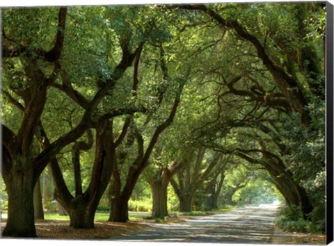 Framed Canopy Road II Print