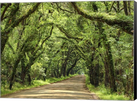 Framed Canopy Road III Print