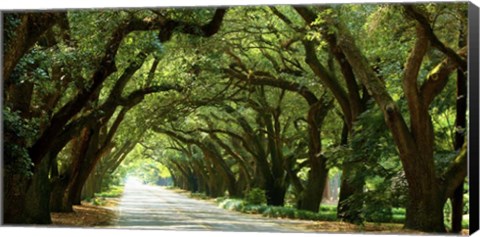 Framed Canopy Road Panorama I Print