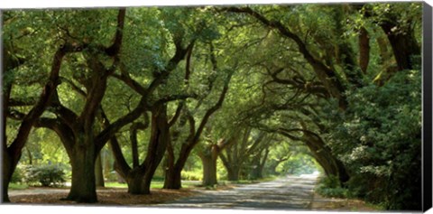 Framed Canopy Road Panorama II Print