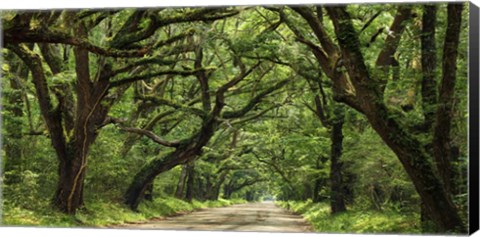 Framed Canopy Road Panorama IV Print