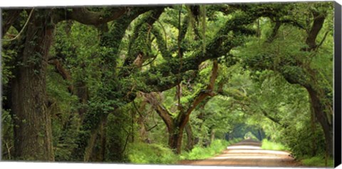 Framed Canopy Road Panorama V Print