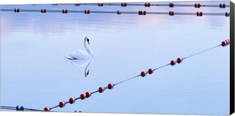 Framed Swan and Ropes Print