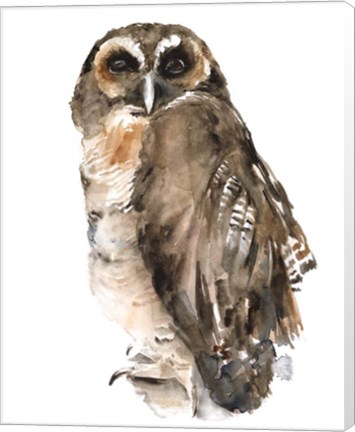Framed Watercolor Owl I Print