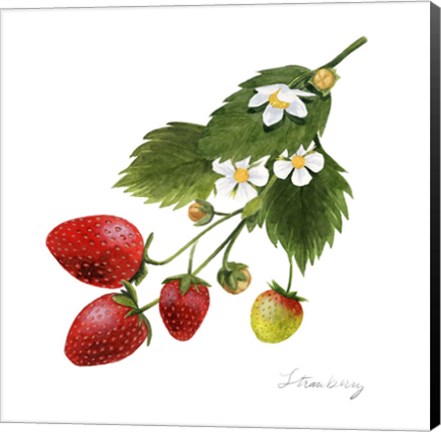 Framed Strawberry Study II Print