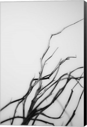 Framed Searching Branches I Print