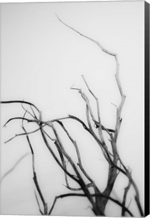 Framed Searching Branches II Print