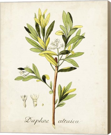 Framed Antique Herb Botanical IV Print