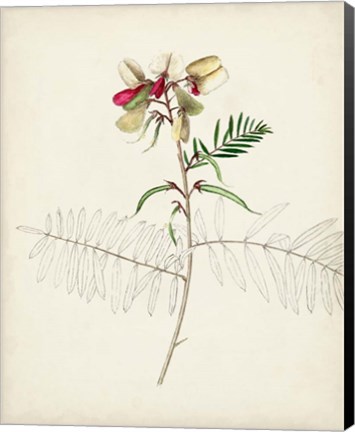 Framed Watercolor Botanical Sketches II Print