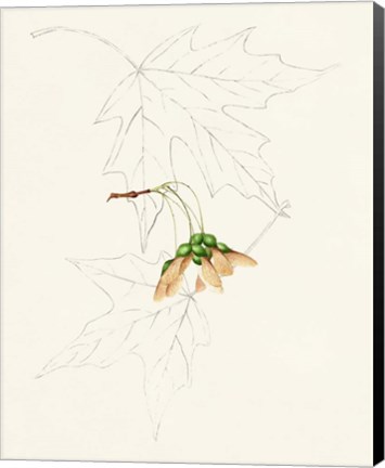 Framed Watercolor Leaf Sketches IV Print