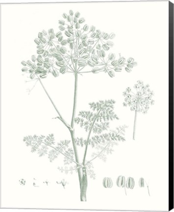 Framed Botanical Study in Sage VI Print