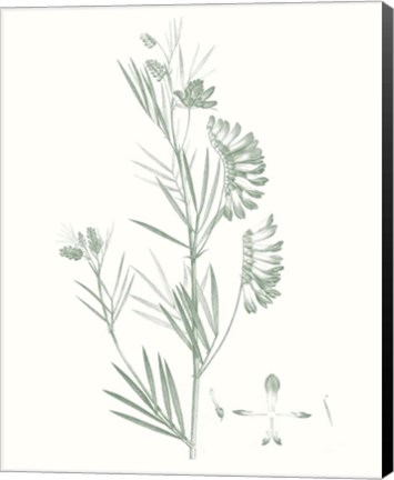 Framed Botanical Study in Sage IX Print
