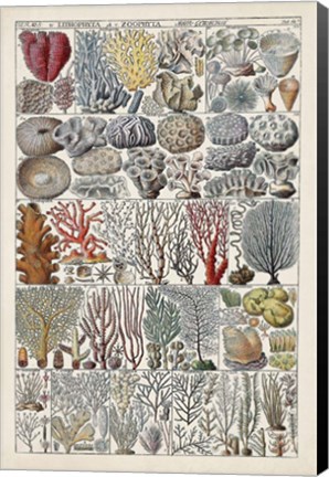 Framed Coral Chart Print