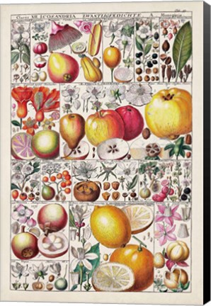 Framed Fruit Chart Print