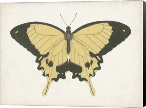 Framed Beautiful Butterfly I Print