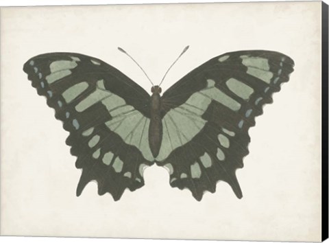 Framed Beautiful Butterfly II Print