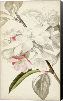 Framed Silvery Botanicals VIII Print