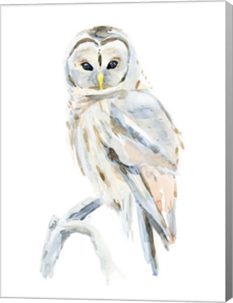 Framed Arctic Owl II Print