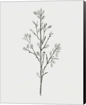 Framed Wild Stem II Print