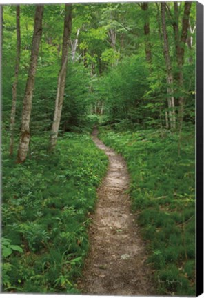 Framed North Country Trail Print