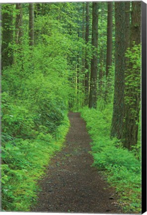 Framed Hiking Trail in Columbia River Gorge II Print