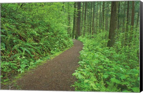 Framed Hiking Trail in Columbia River Gorge I Print